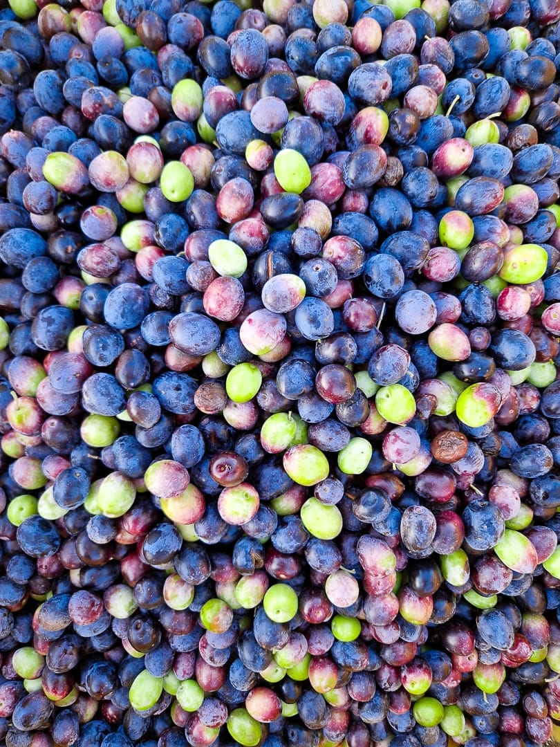 olives Portugal