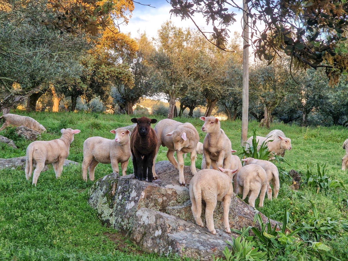lambs in field in Portalegre