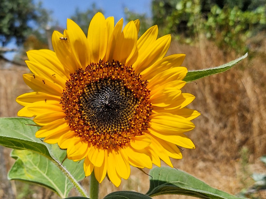 sunflower with insects
